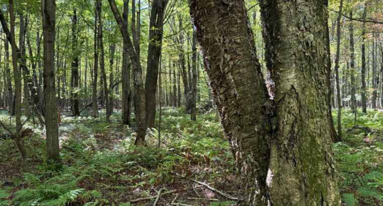 Notre-Dame-du-Bon-Conseil Terre à bois