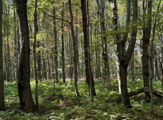 Notre-Dame-du-Bon-Conseil Terre à bois