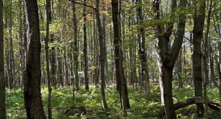 Notre-Dame-du-Bon-Conseil Terre à bois