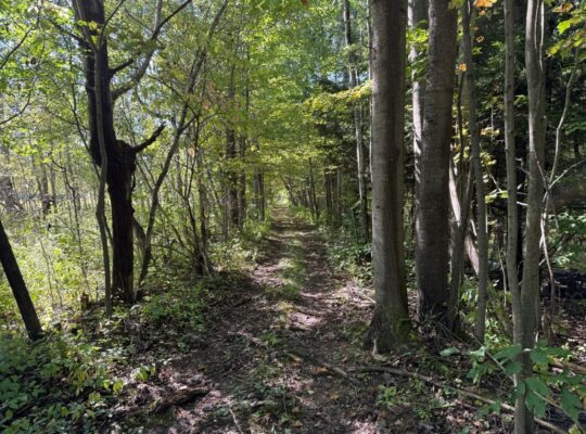 Notre-Dame-du-Bon-Conseil Terre à bois