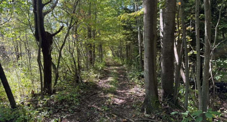 Notre-Dame-du-Bon-Conseil Terre à bois