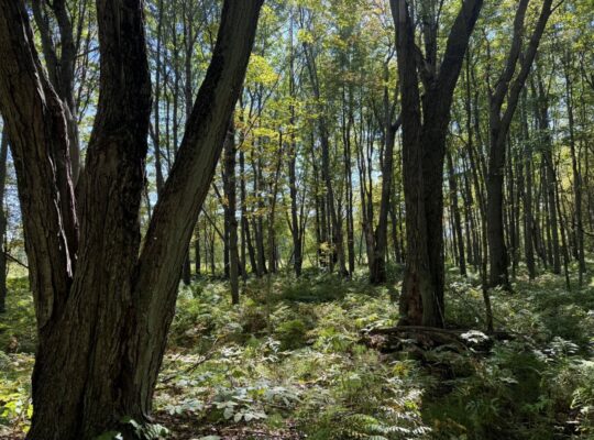 Notre-Dame-du-Bon-Conseil Terre à bois