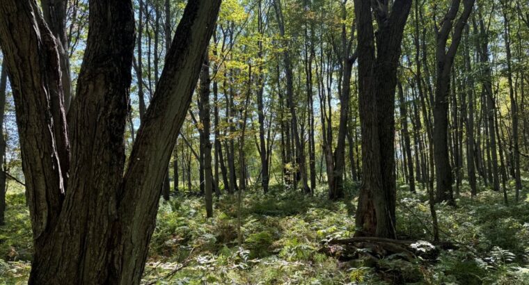 Notre-Dame-du-Bon-Conseil Terre à bois