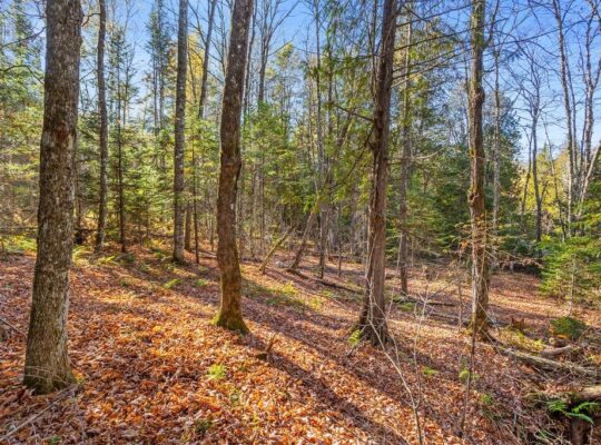 Wentworth-Nord (Laurentides) :Terre pour la chasse
