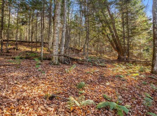 Wentworth-Nord (Laurentides) :Terre pour la chasse