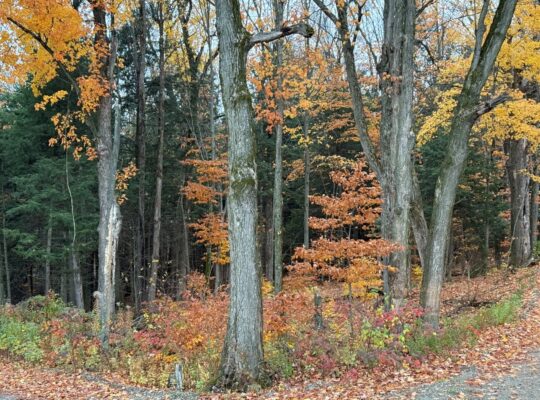 St-Félix-de-Kingsey Terre droit de construction