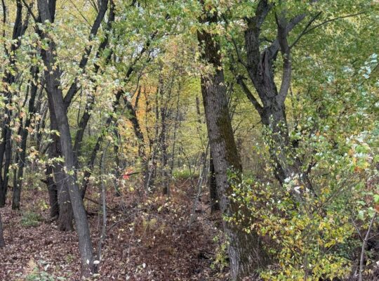 Trois-Rivières (Mauricie) : Terre à bois 48 acres
