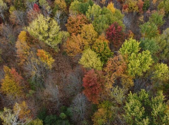 Trois-Rivières (Mauricie) : Terre à bois 48 acres