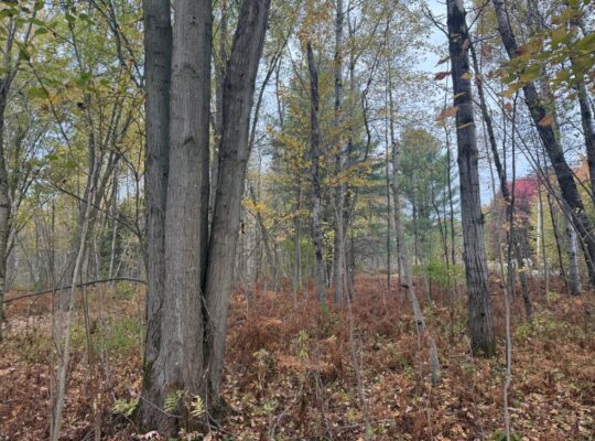 Trois-Rivières (Mauricie) : Terre à bois 48 acres