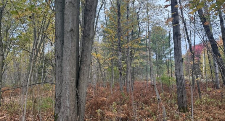 Trois-Rivières (Mauricie) : Terre à bois 48 acres