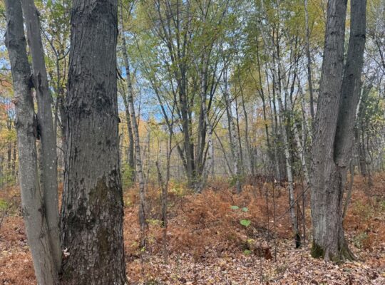 Trois-Rivières (Mauricie) : Terre à bois 48 acres