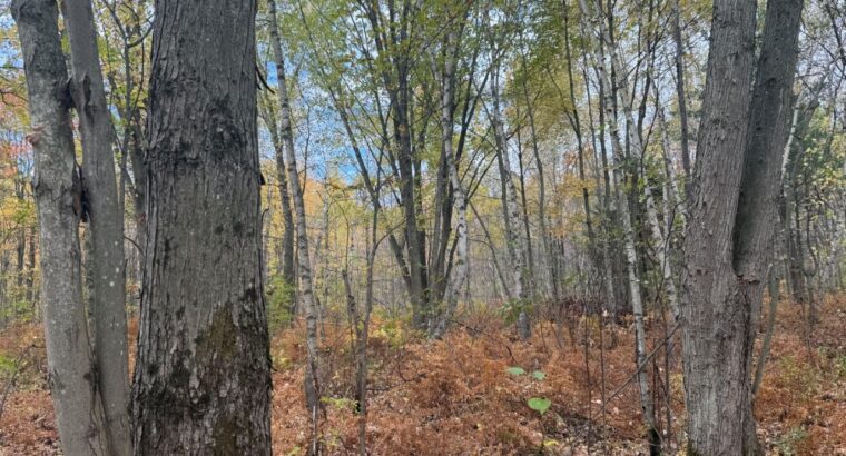 Trois-Rivières (Mauricie) : Terre à bois 48 acres