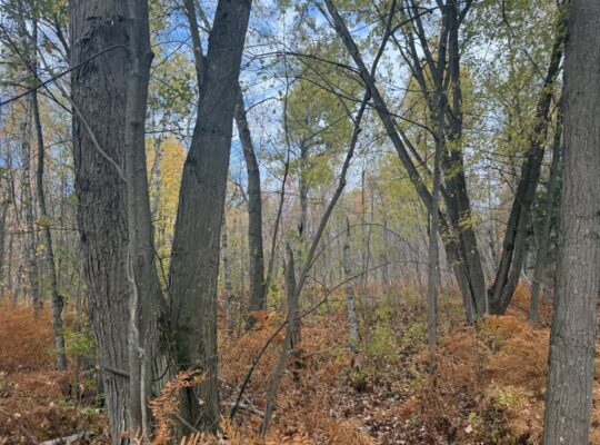 Trois-Rivières (Mauricie) : Terre à bois 48 acres