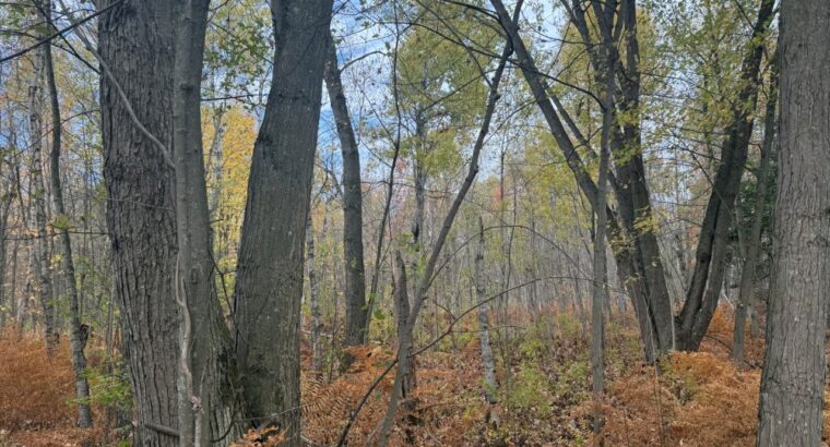 Trois-Rivières (Mauricie) : Terre à bois 48 acres
