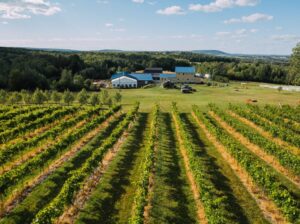Danville, Estrie – vignoble à vendre 68 acres