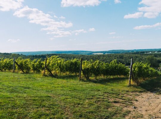 Danville, Estrie – vignoble à vendre 68 acres