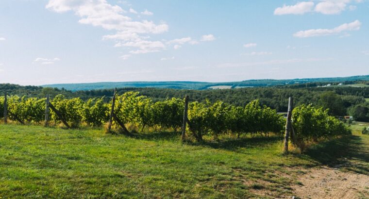 Danville, Estrie – vignoble à vendre 68 acres