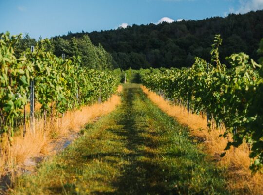 Danville, Estrie – vignoble à vendre 68 acres