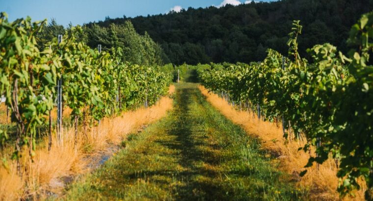 Danville, Estrie – vignoble à vendre 68 acres