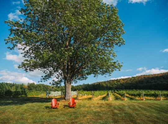 Danville, Estrie – vignoble à vendre 68 acres