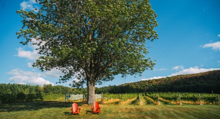 Danville, Estrie – vignoble à vendre 68 acres
