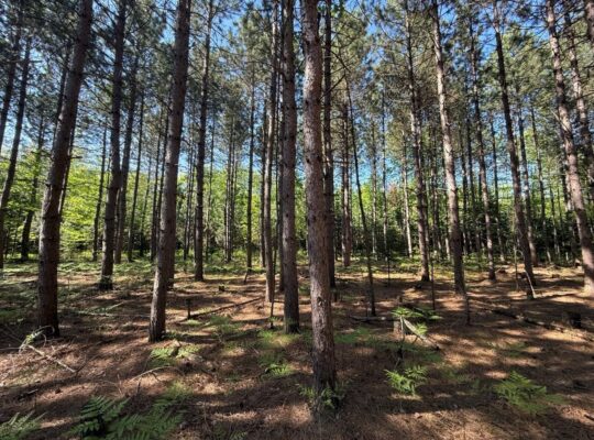 St-Lucien, terre à bois de 19 acres droits constr.