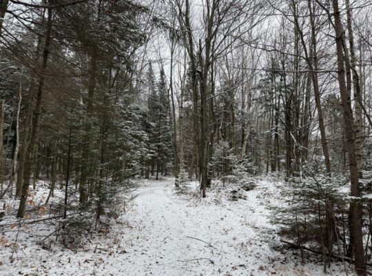 St-Lucien, terre à bois de 19 acres droits constr.