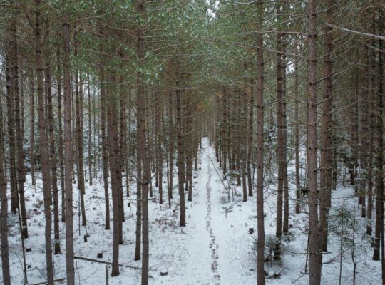 St-Lucien, terre à bois de 21 acres droit constr.