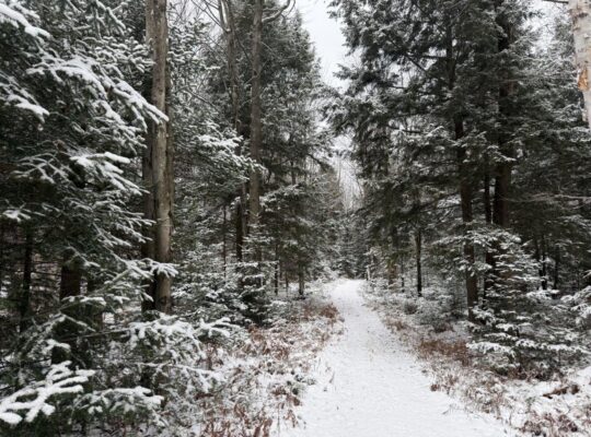 St-Lucien, terre à bois de 21 acres droit constr.