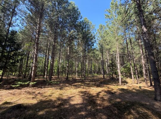 St-Lucien, terre à bois de 21 acres droit constr.