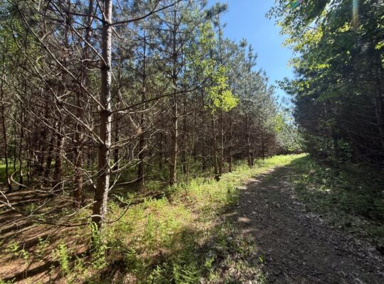 St-Lucien, terre à bois de 21 acres droit constr.