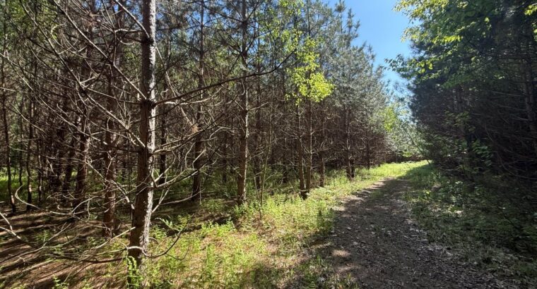 St-Lucien, terre à bois de 21 acres droit constr.