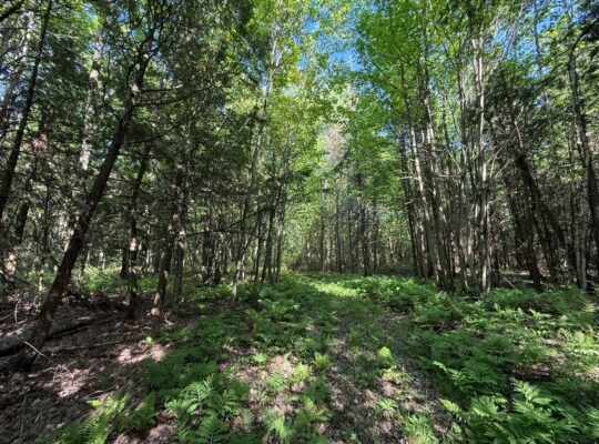 St-Lucien, terre à bois de 21 acres droit constr.
