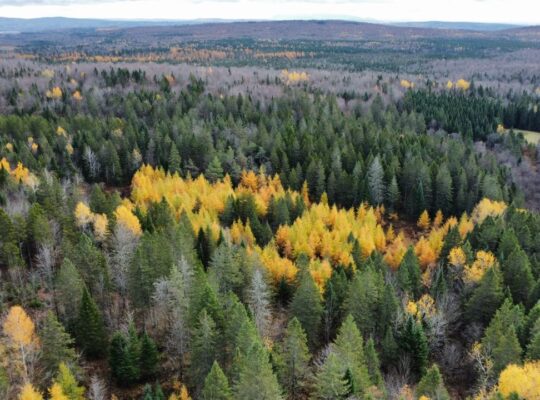 Ham-Sud (Estrie) : Terre à bois de 39 acres