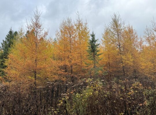 Ham-Sud (Estrie) : Terre à bois de 39 acres