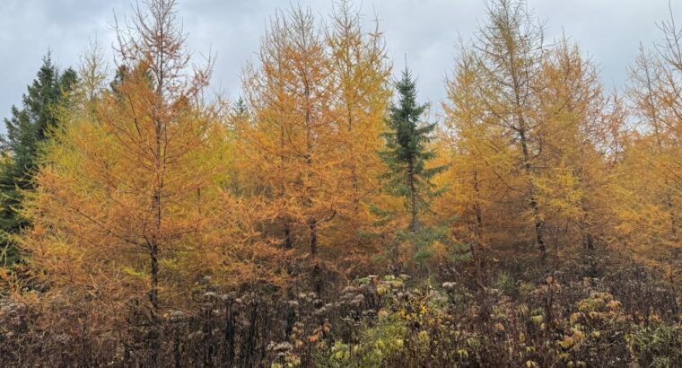 Ham-Sud (Estrie) : Terre à bois de 39 acres