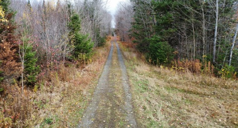 Ham-Sud (Estrie) : Terre à bois de 39 acres