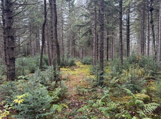 Ham-Sud (Estrie) : Terre à bois de 39 acres