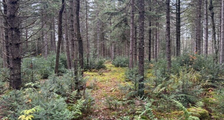 Ham-Sud (Estrie) : Terre à bois de 39 acres