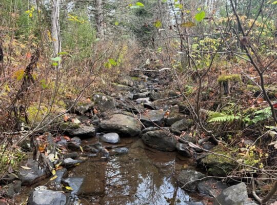 Ham-Sud (Estrie) : Terre à bois de 39 acres
