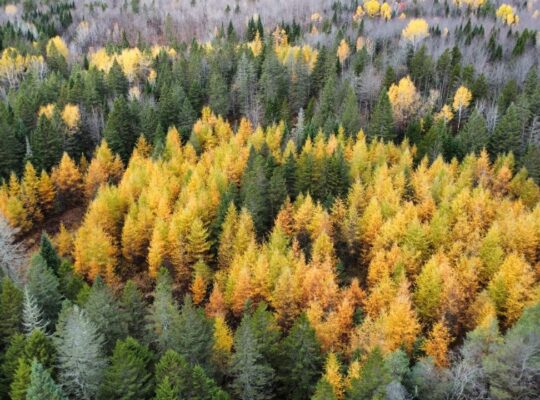 Ham-Sud (Estrie) : Terre à bois de 39 acres