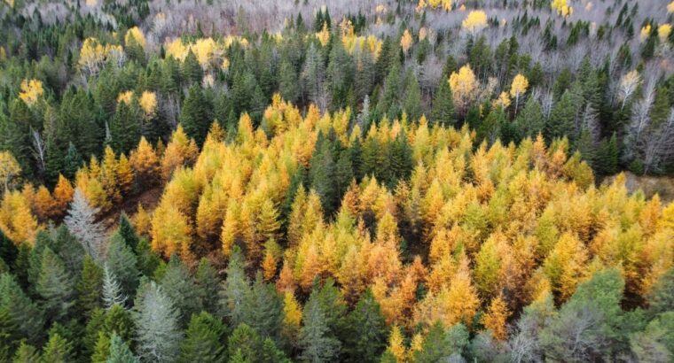 Ham-Sud (Estrie) : Terre à bois de 39 acres