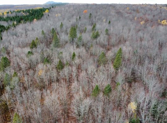 Ham-Sud (Estrie) : Terre à bois de 39 acres