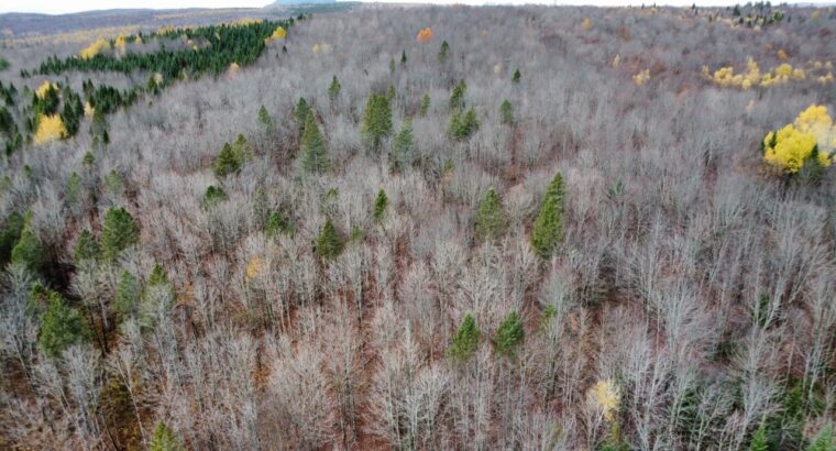 Ham-Sud (Estrie) : Terre à bois de 39 acres
