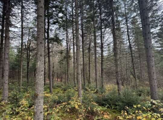 Ham-Sud (Estrie) : Terre à bois de 39 acres