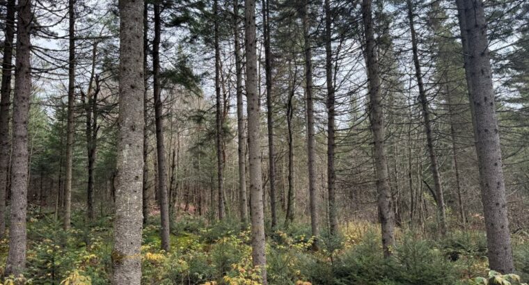 Ham-Sud (Estrie) : Terre à bois de 39 acres