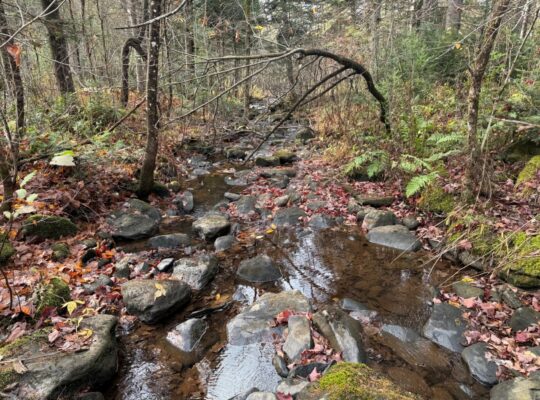 Ham-Sud (Estrie) : Terre à bois de 39 acres