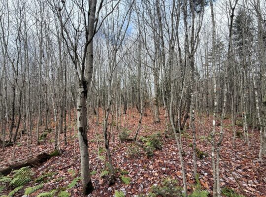 Ham-Sud (Estrie) : Terre à bois de 39 acres