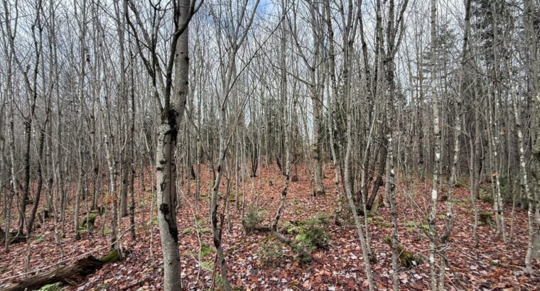 Ham-Sud (Estrie) : Terre à bois de 39 acres