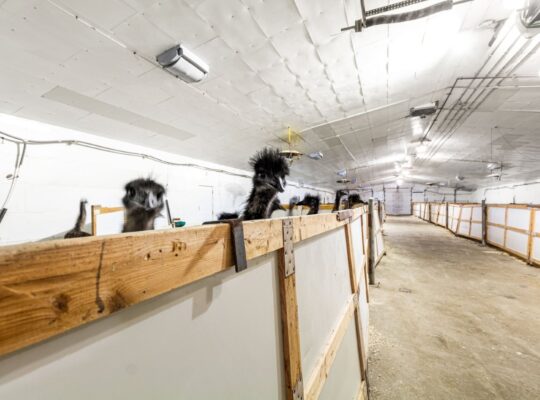 St-Urbain (Capitale-Nationale) : Ferme d’émeus